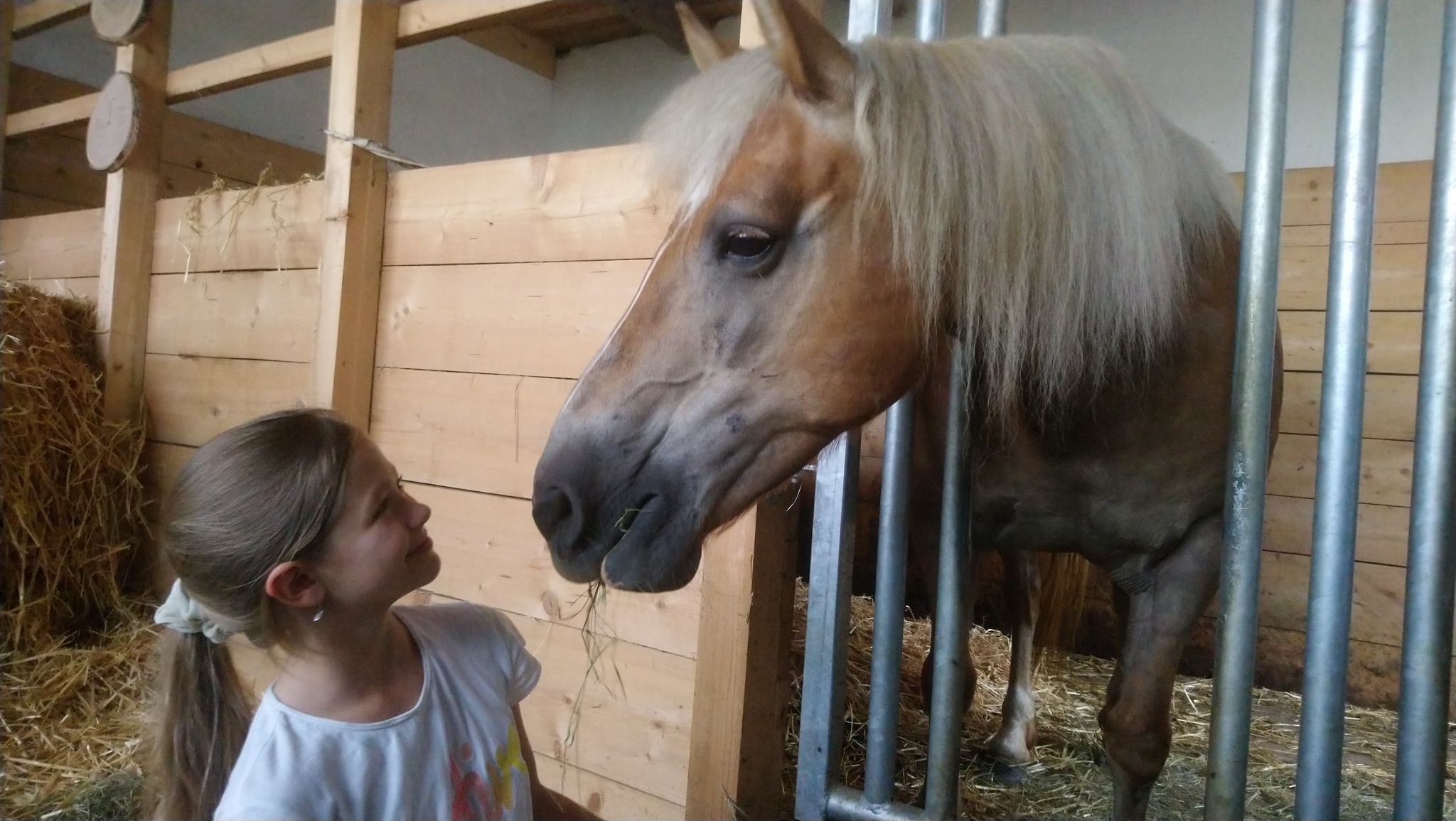 Haflinger Melodie