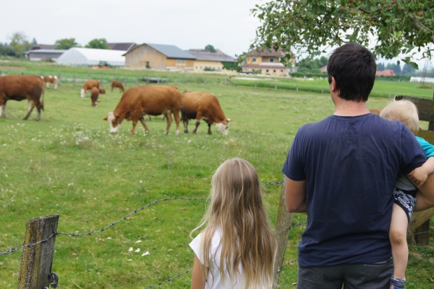 Kühe auf der Weide